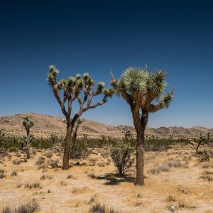 PHOTOGRAPHIC PRINT - JOSHUA TREE - CALIFORNIA